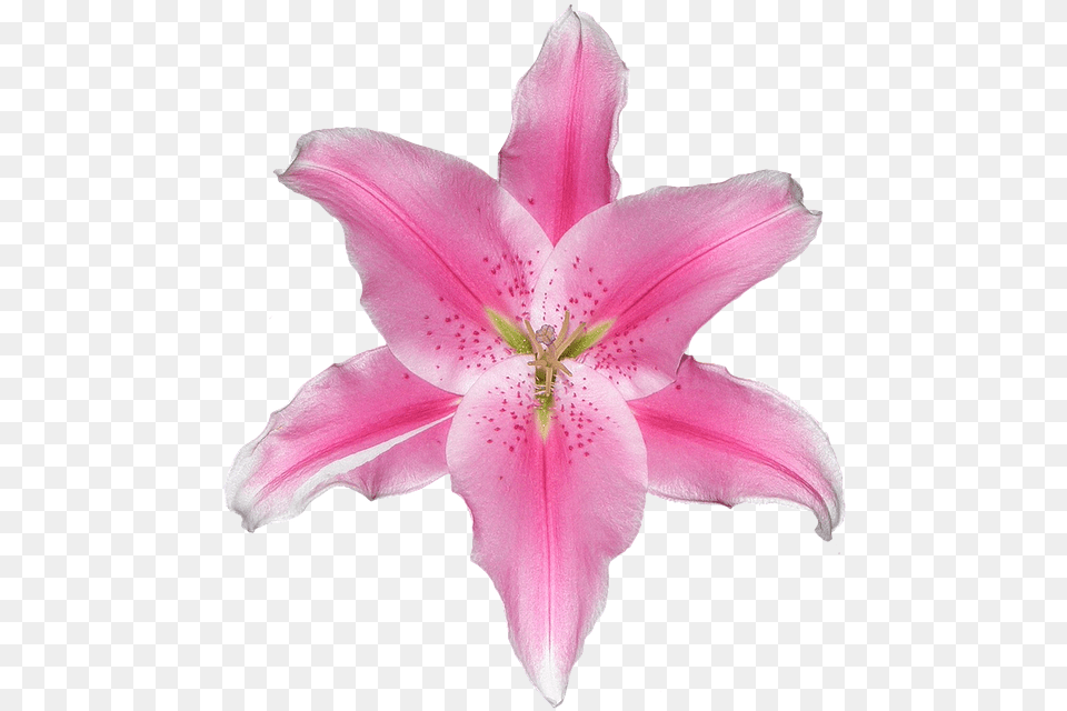 Lily Pink White Isolated Graphically Decor Design Stargazer Lily, Flower, Petal, Plant, Anther Png Image