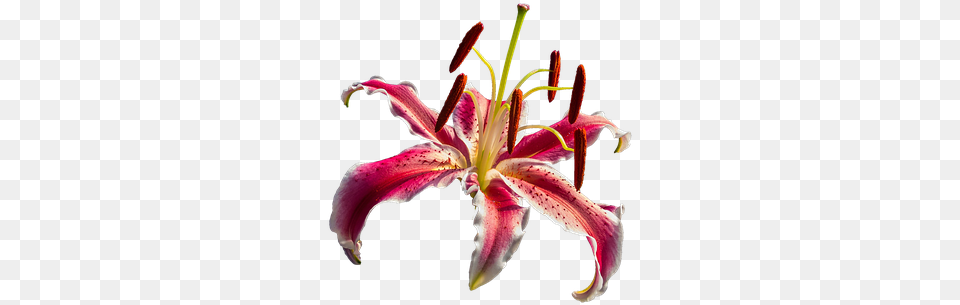 Lily Red Flower Portable Network Graphics, Anther, Plant, Animal, Sea Life Free Png Download
