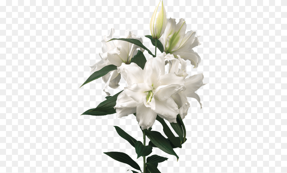 Lily Roselily Dejima, Flower, Plant, Flower Arrangement Png