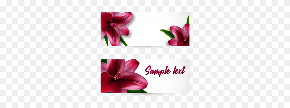 Lily Templates Design Templates For Download, Envelope, Flower, Greeting Card, Mail Free Transparent Png