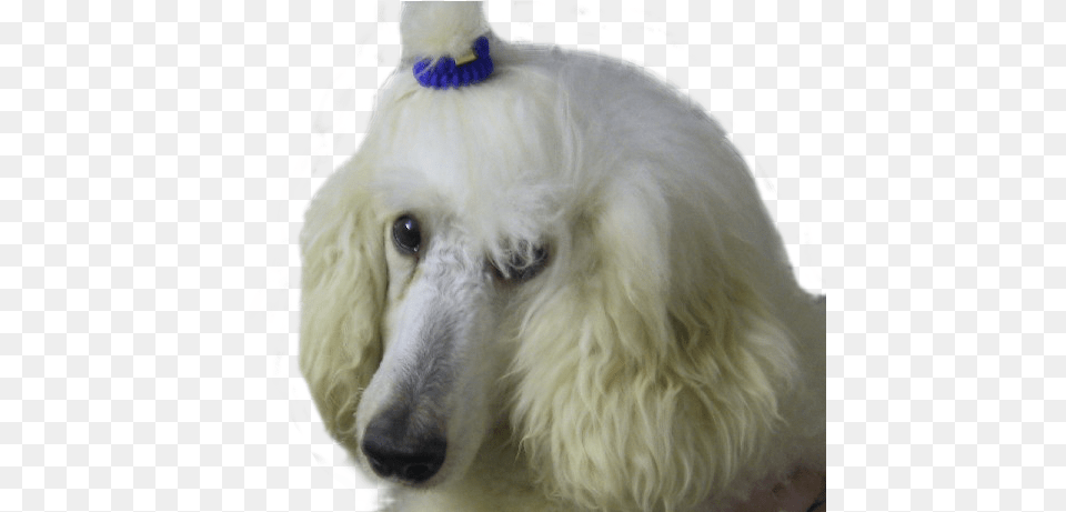 Lily The White Poodle White Poodle Transparent Background, Animal, Canine, Dog, Mammal Free Png