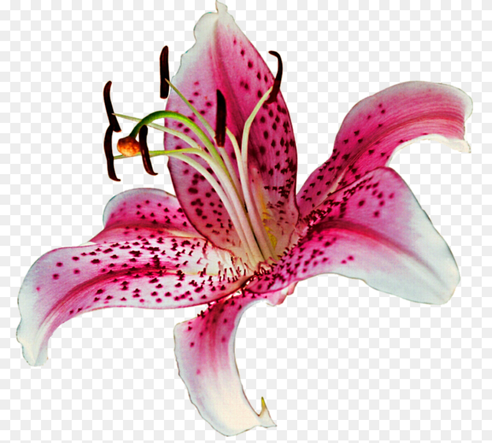 Lily Transparent Background Stargazer Lily, Flower, Plant, Anther, Petal Free Png Download