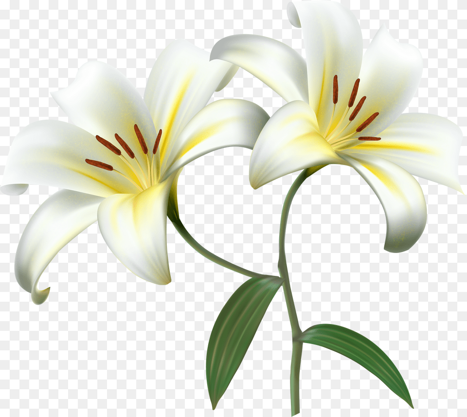 Lily Transparent Clipart Transparent Background Lily Flower Free Png Download