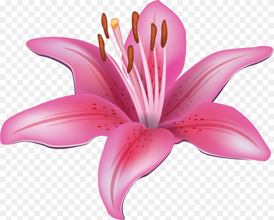 Lily Transparent Collections Lily Flower Clipart, Anther, Plant, Petal, Appliance Free Png Download