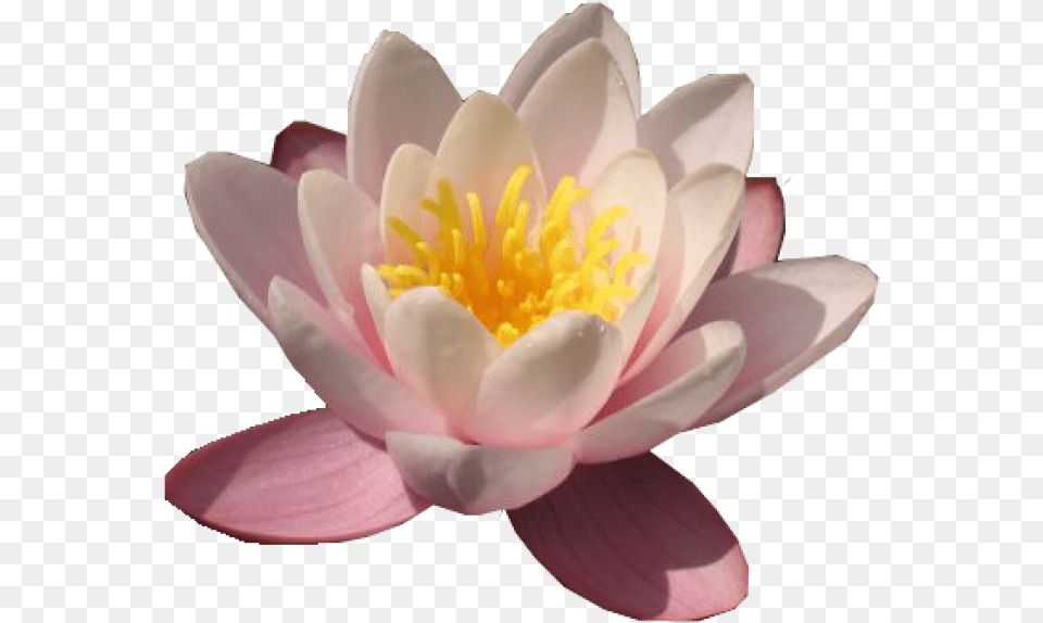 Lily Transparent Waterlily Water Lily, Flower, Plant, Anther, Petal Png