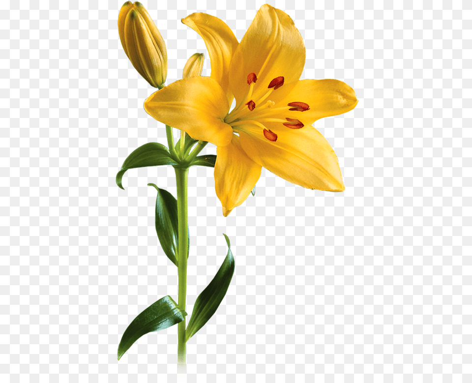 Lily Transparent Yellow Lily Flower, Plant, Banana, Food, Fruit Free Png Download