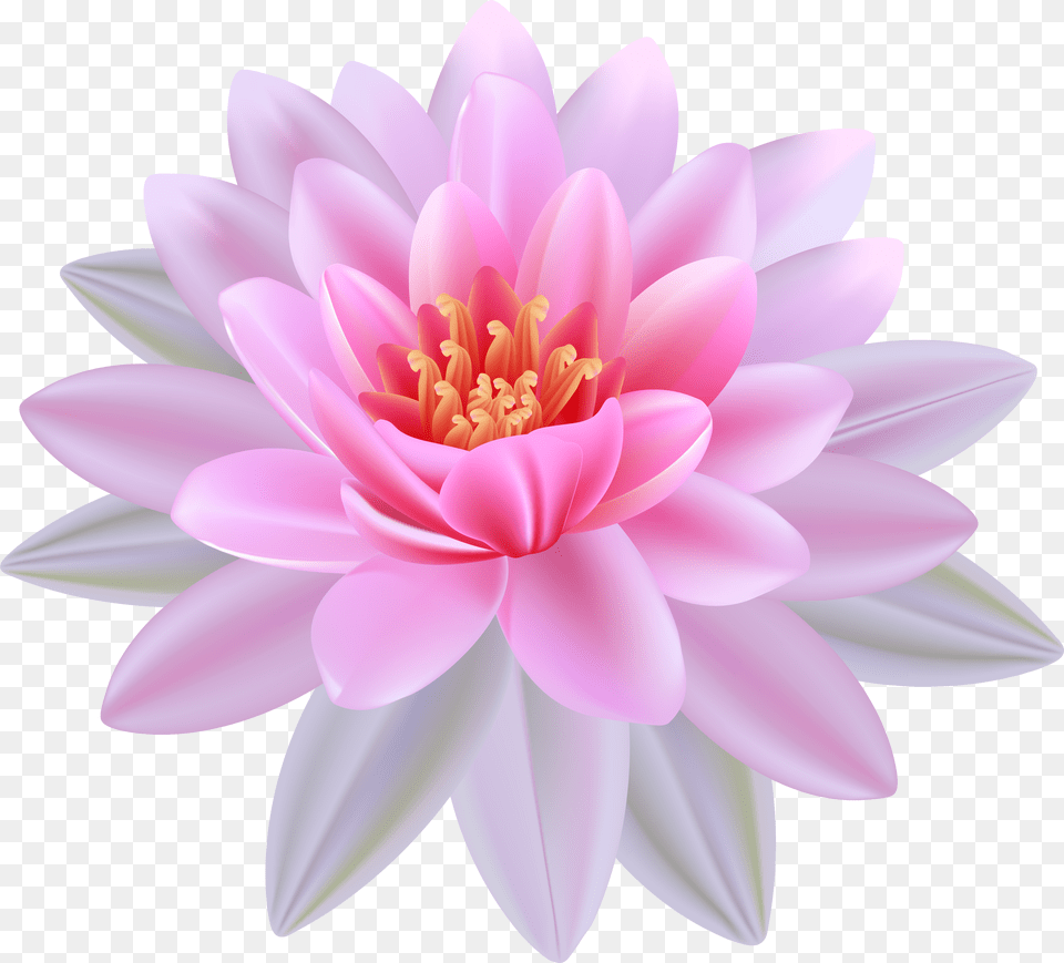 Lily Waterlily Transparent U0026 Clipart Ywd Water Lily Flower, Dahlia, Plant, Petal, Daisy Free Png Download