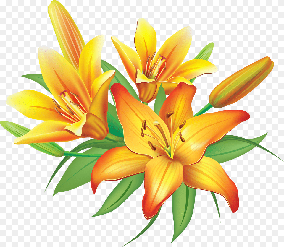 Lily Yellow Lilies Flowers Decoration Clipart Lilies Clipart Png Image