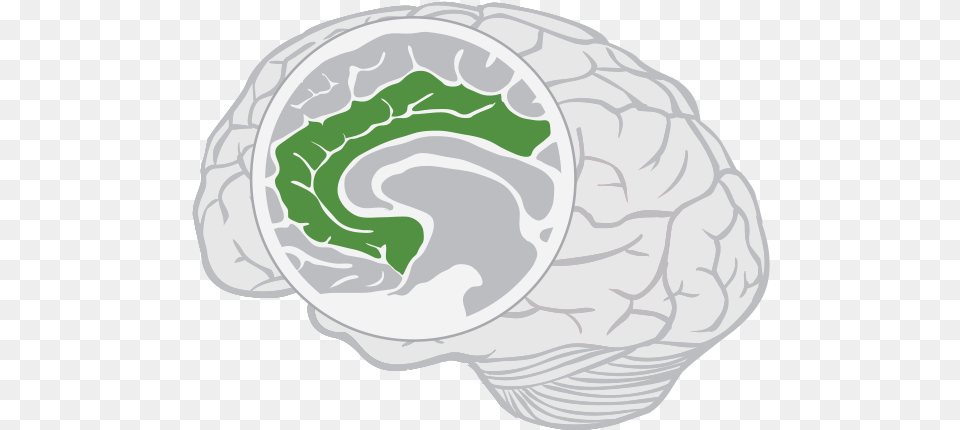 Limbic Lobe Brain, Food, Meal, Produce, Dish Png