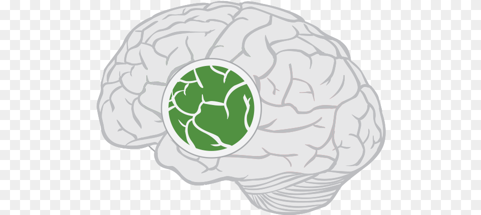 Limbic Lobe Of Brain, Food, Produce, Cauliflower, Plant Png