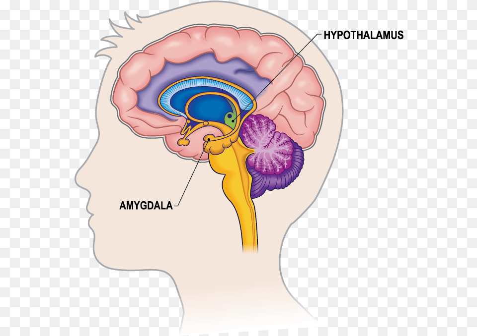 Limbic System In Brain, Body Part, Face, Head, Neck Png Image