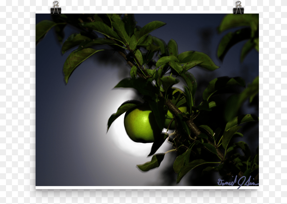 Lime, Apple, Food, Fruit, Plant Free Png