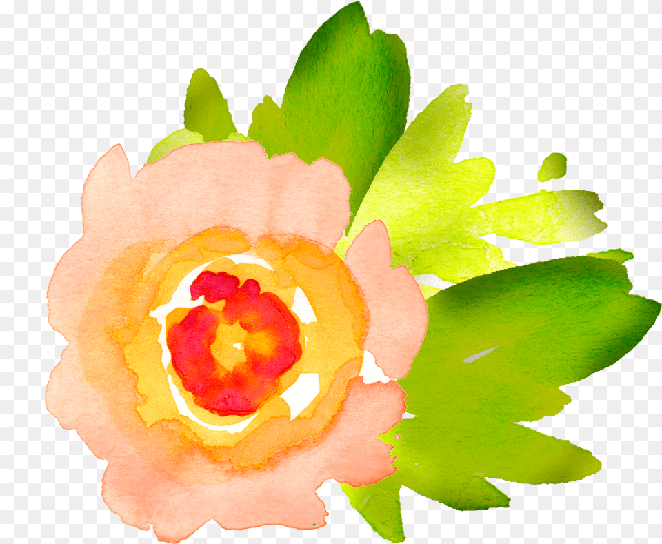 Lime Clipart Watercolour Clip Art Watercolor Flower Images, Plant, Leaf, Rose, Petal Png Image