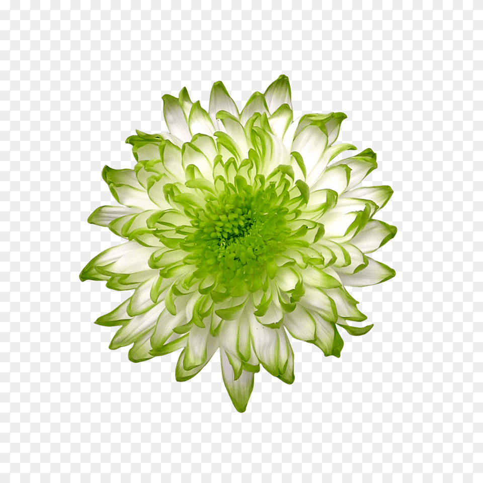 Lime Green Zembla Green Flower Cut Out, Dahlia, Plant, Daisy, Petal Free Transparent Png