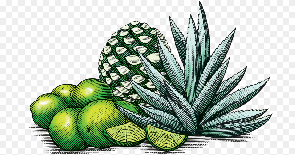 Limeagave Mexican Agave Art, Lime, Citrus Fruit, Food, Fruit Free Png
