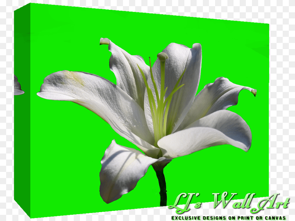 Limelilysmall White Lily Flower Full Size White Lily Flower, Plant Free Png Download
