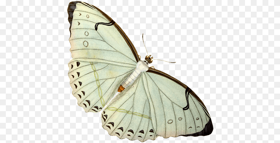 Limenitis, Animal, Butterfly, Insect, Invertebrate Free Png