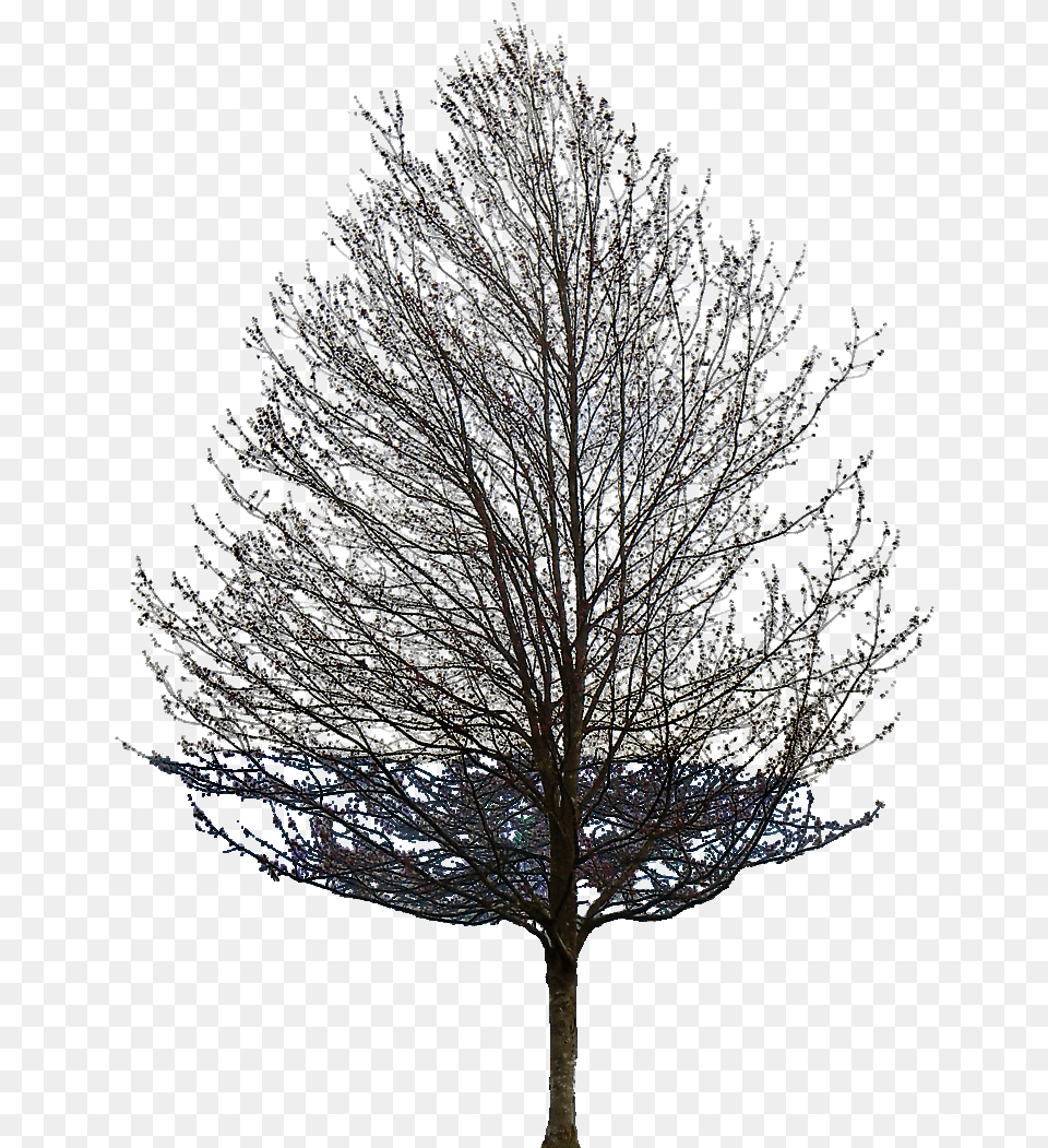 Limitless Providing The Energy Is There Tree Without Leaves Transparent, Frost, Ice, Nature, Outdoors Png Image