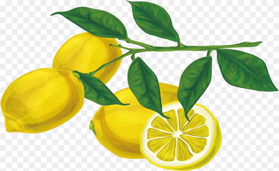 Limon Vector Lemon Leaf Lemon Branch Transparent Background, Citrus Fruit, Food, Fruit, Plant Png Image