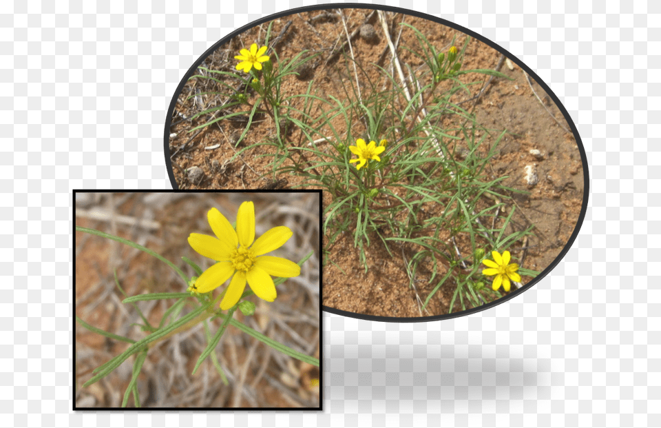 Limoncillo Thick Grass Like Leaves Are Covered With African Daisy, Flower, Plant Png Image