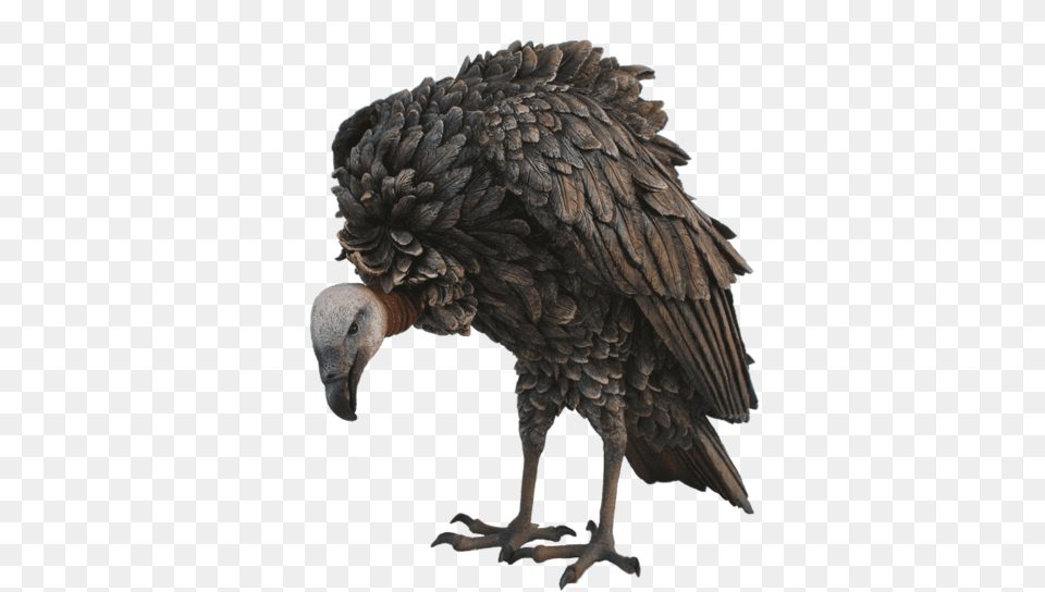Limpkin, Animal, Bird, Vulture, Condor Free Png