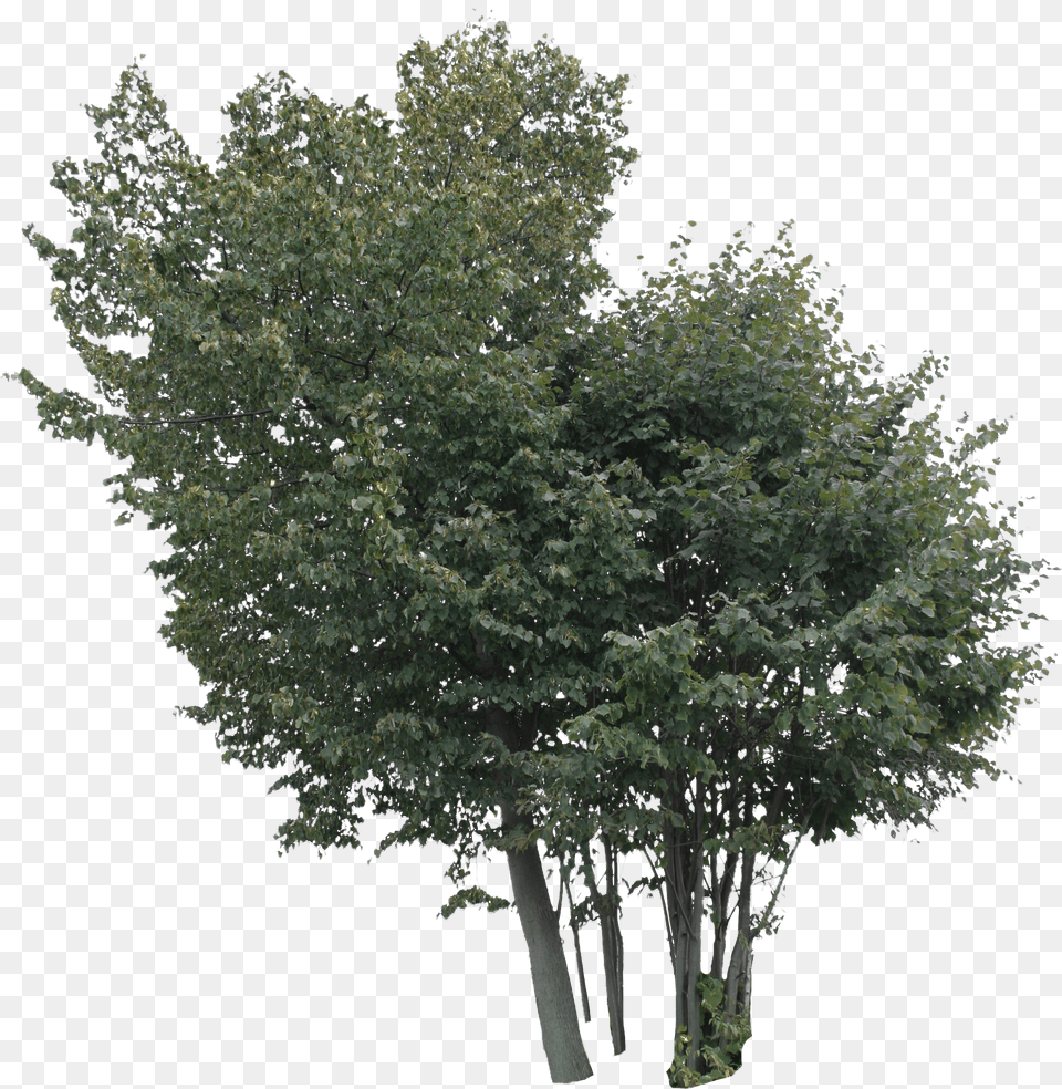 Linden Cut Out People Trees And Leaves Tree Free Png