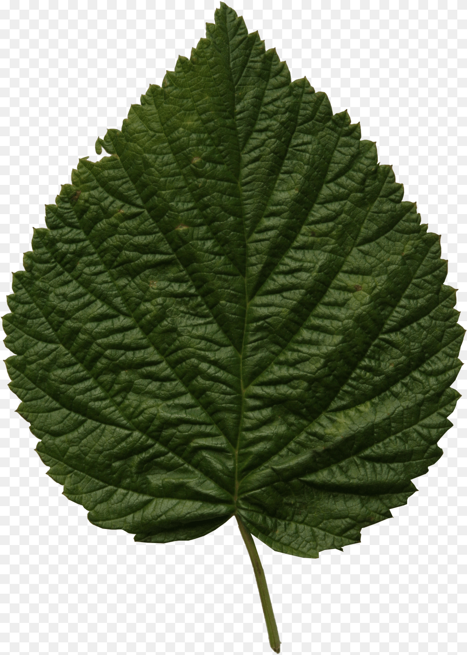 Linden Leaf Free Transparent Png