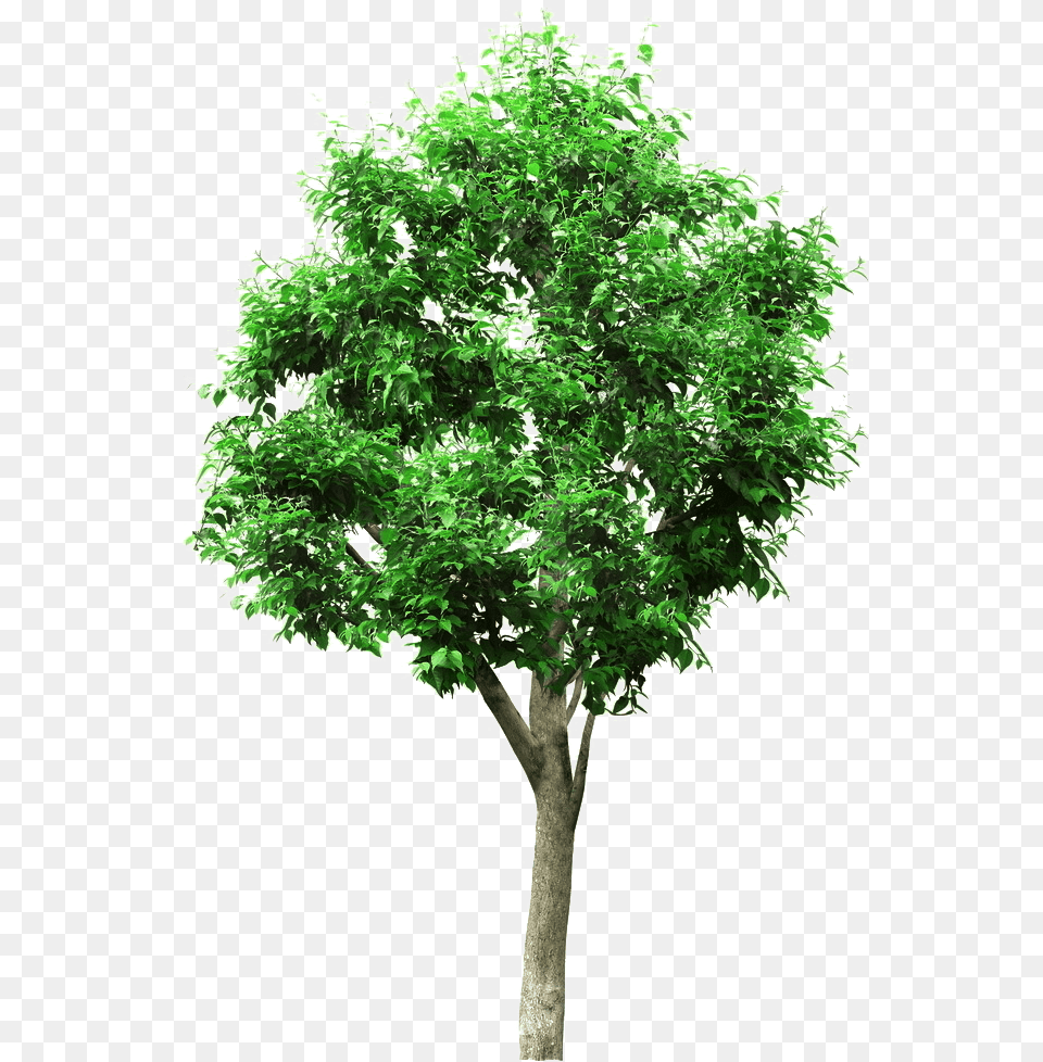Linden Picture Material Tree Project Engineering Architectural Architecture Trees, Maple, Oak, Plant, Sycamore Free Transparent Png
