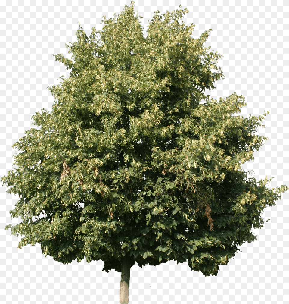 Linden Tree Cut Out Woody Plant Png