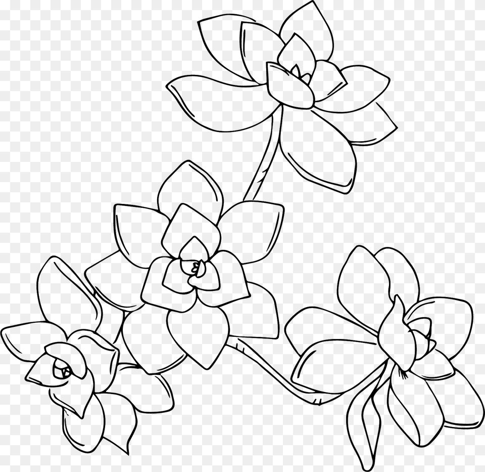 Line Art, Flower, Plant, Orchid, Drawing Free Transparent Png