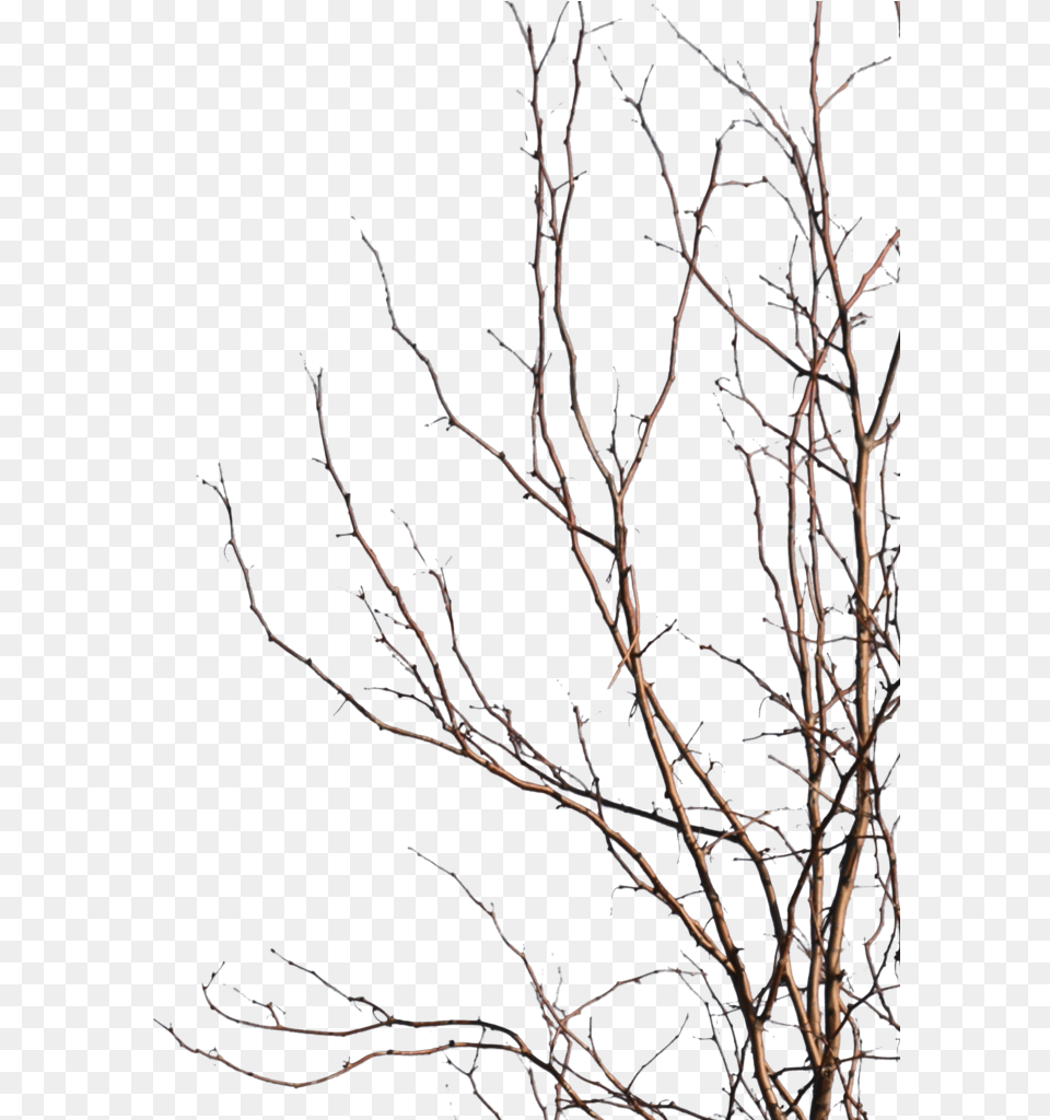 Line Art, Outdoors, Plant, Nature, Night Png