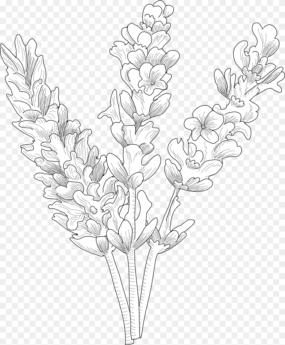 Line Art, Plant, Leaf, Drawing, Flower Free Png