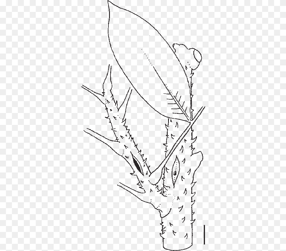 Line Art, Leaf, Plant, Drawing, Baby Png