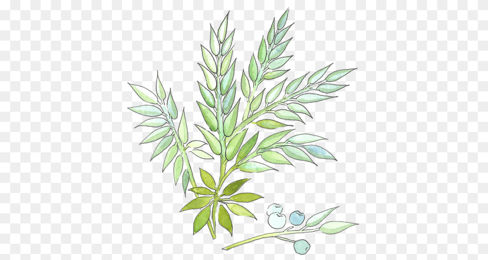 Line Art, Herbs, Leaf, Herbal, Plant Png