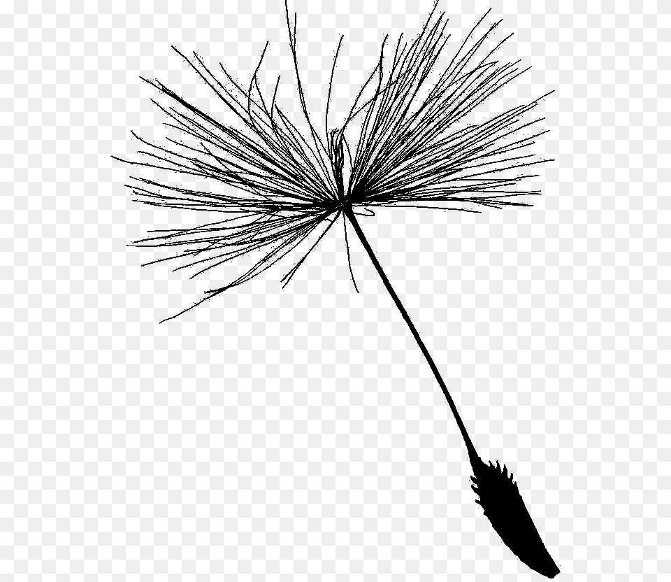 Line Art, Fireworks, Flower, Plant Png Image