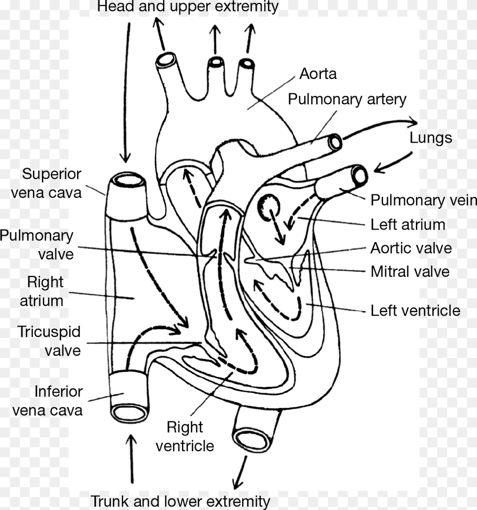 Line Art, Chart, Plot, Person Free Transparent Png