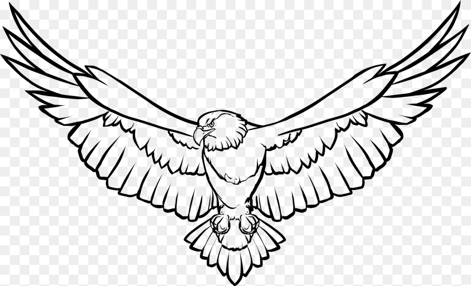 Line Art Drawing Bald Eagle Eagle Feather Law, Gray Free Png Download
