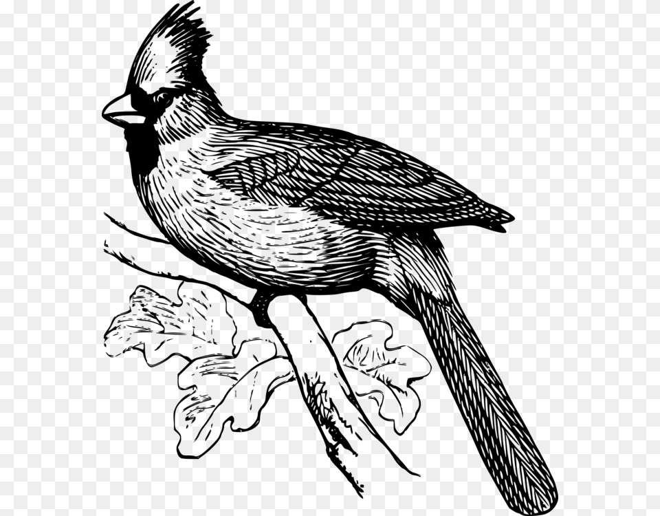 Line Art Drawing Northern Cardinal St Line Art Bird, Gray Free Transparent Png