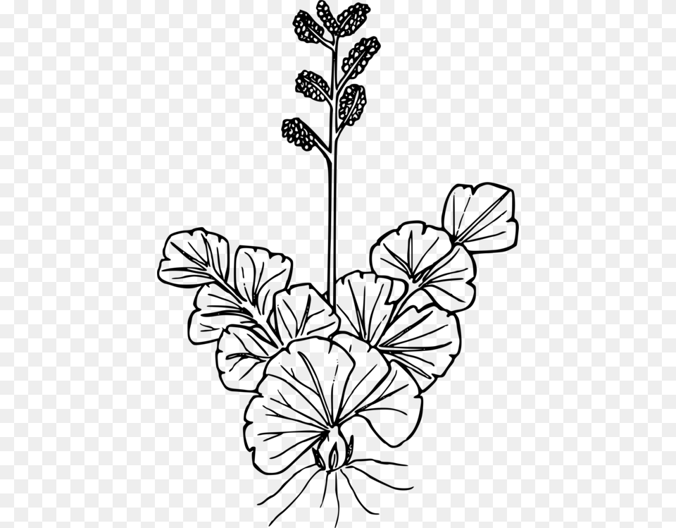 Line Art Drawing Wildflower Petal, Gray Free Png