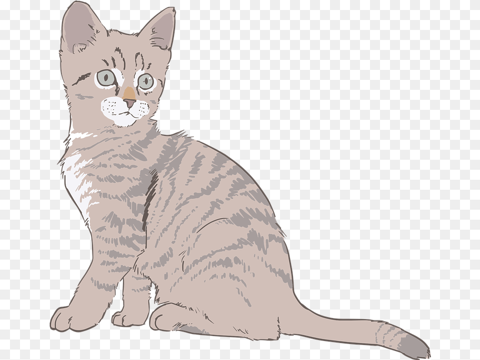 Line Art Fur Kitty Cat Drawing Transparent Background, Animal, Mammal, Pet Png Image