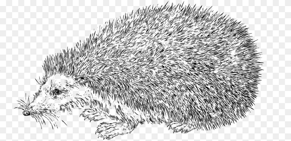 Line Art Hedgehog Animal Nature Wildlife Realistic Hedgehog Coloring Page, Gray Free Png Download
