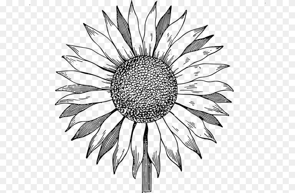 Line Art Sunflower Vector, Gray Free Transparent Png