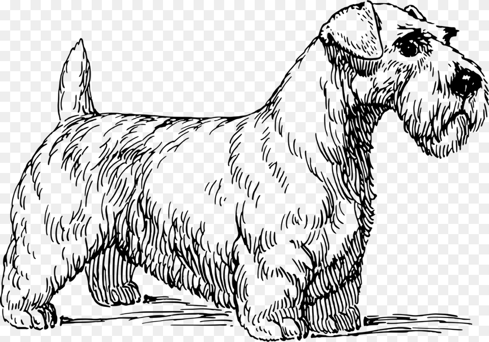 Line Artartpaw Sealyham Terrier Vector, Gray Free Transparent Png