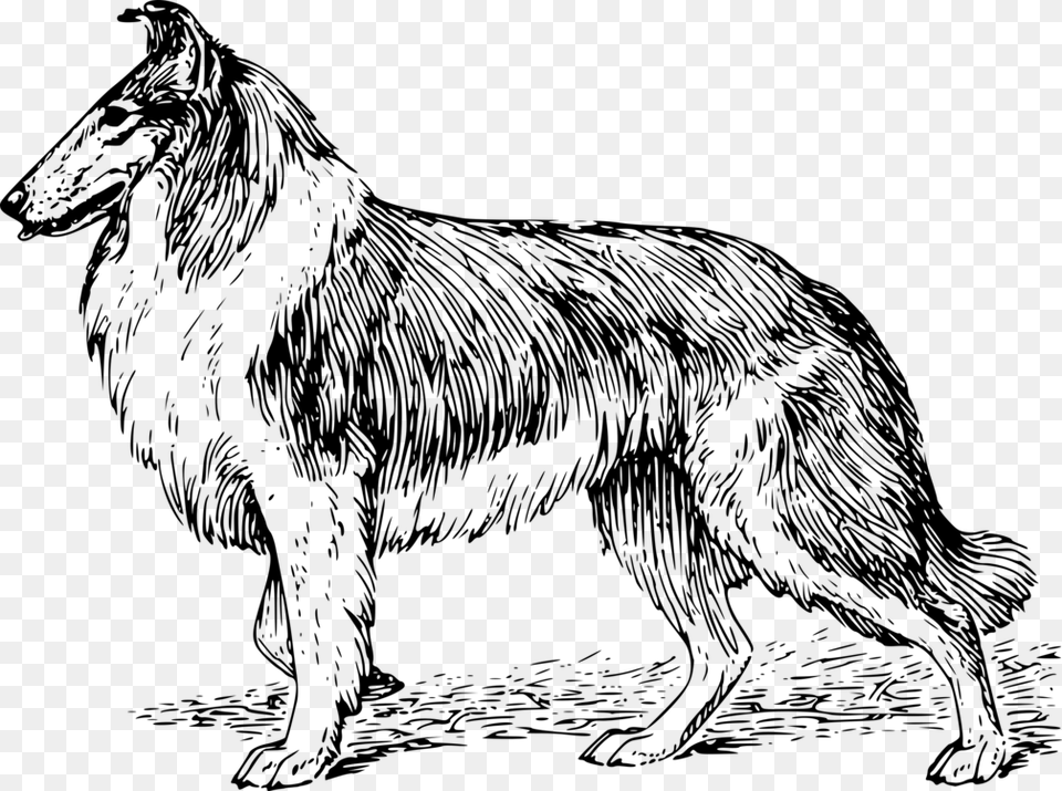 Line Artcolliemonochrome Photography Collie Coloring Pages, Gray Free Png Download