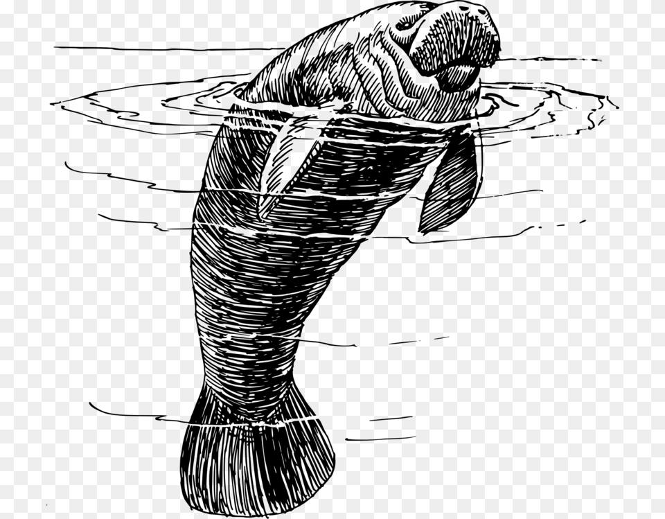 Line Artcoloring Bookfish Manatee Black And White, Gray Free Transparent Png