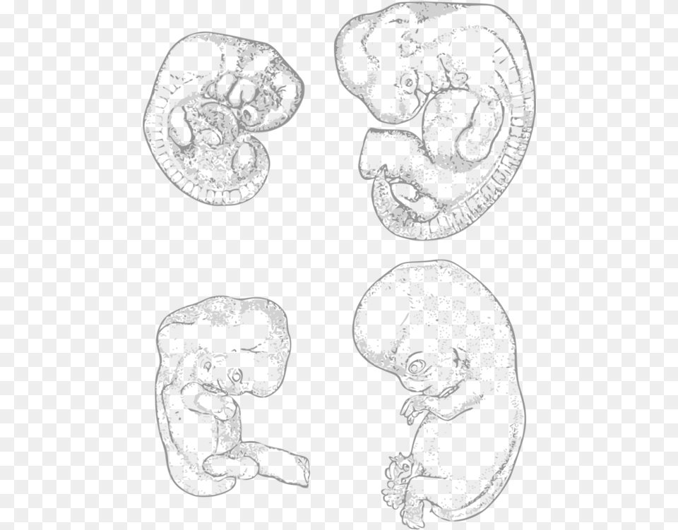 Line Artheadorgan Clipart Royalty Svg Embryo Development Art, Ct Scan, Adult, Bride, Female Free Png