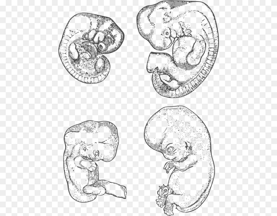 Line Artheadorgan Portable Network Graphics, Ct Scan Free Transparent Png