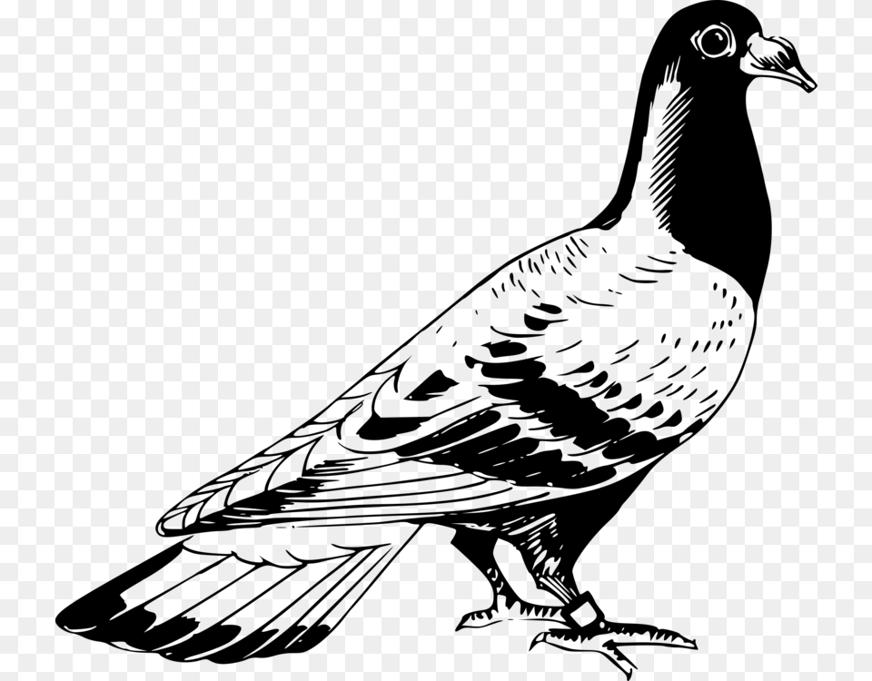 Line Artmonochrome Photographybird Pigeon Clipart Black And White, Gray Free Png
