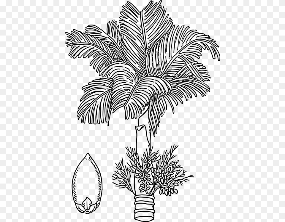 Line Artplantflora Betel Nut Tree Outline, Gray Png Image