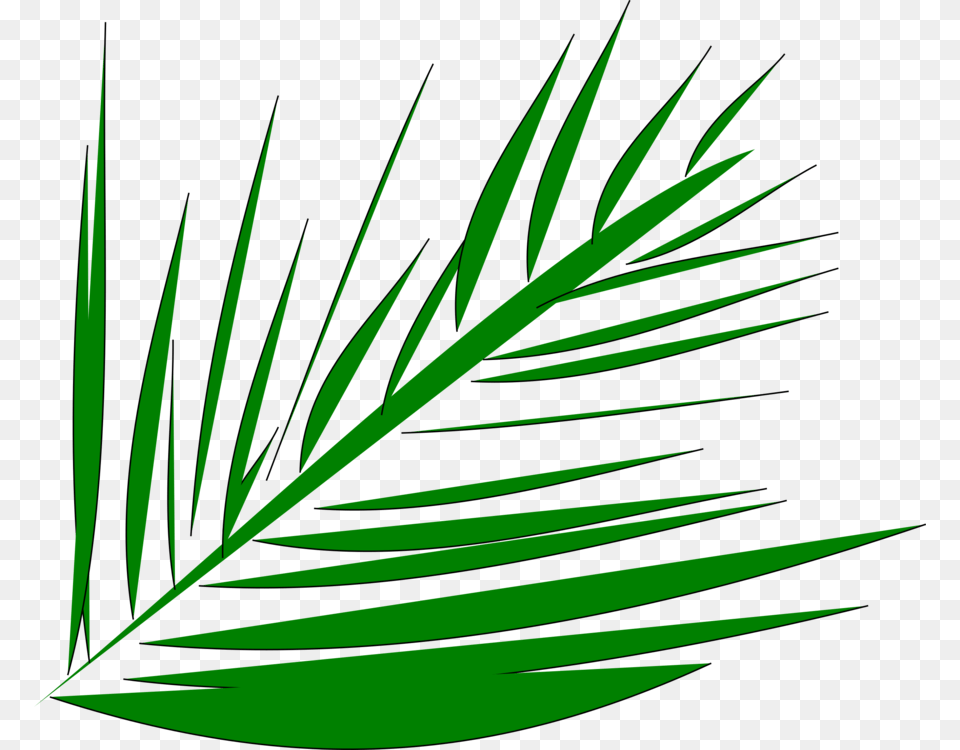Line Artplantflora Palm Tree Branch Clip Art, Green, Leaf, Plant, Grass Png